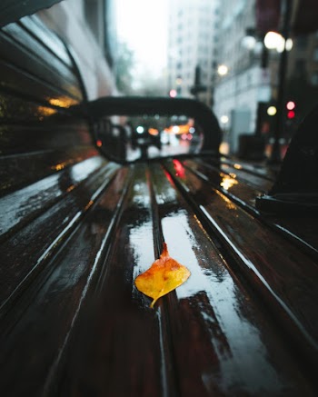 Leaf in the City