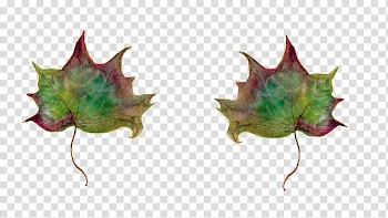 Leaf In un qualsiasi mattino di settembre Maple Green Tree, Leaf transparent background PNG clipart