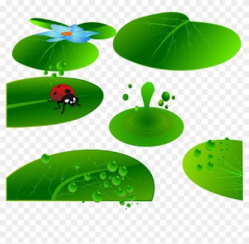 Leaf Insect Cartoon Illustration - Leaf Insect Cartoon Illustration