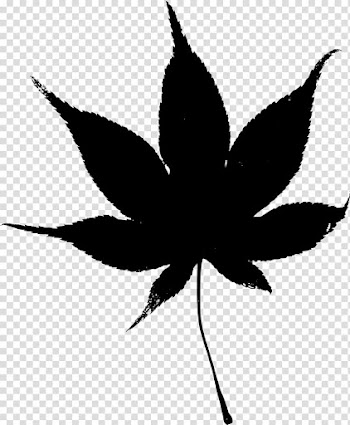Leaf Japanese maple Autumn, Leaf transparent background PNG clipart
