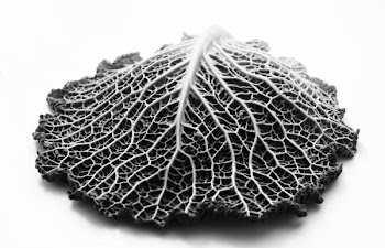 Leaf.JPG