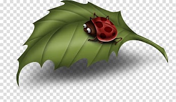 Leaf Ladybird , ladybug transparent background PNG clipart