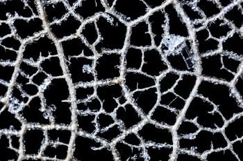 Leaf Lattice closeup. Free public | Free Photo - rawpixel