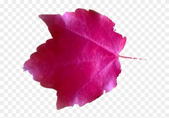 Leaf Leaf - Maple Leaf