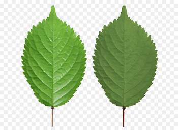 Leaf Leaf png download - 753*645 - Free Transparent Leaf png Download.