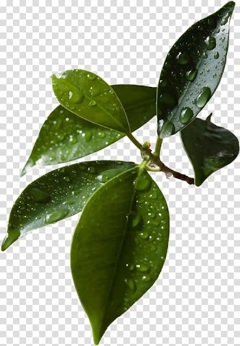 Leaf , Leaf transparent background PNG clipart