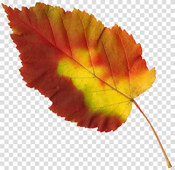 Leaf , Leaf transparent background PNG clipart