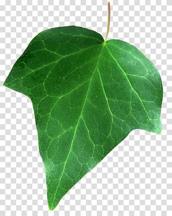 Leaf , Leaf transparent background PNG clipart