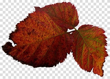 Leaf , Leaf transparent background PNG clipart