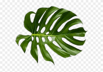 Leaf Leave Tropical Palm Green Freetoedit - Leaf Leave Tropical Palm Green Freetoedit