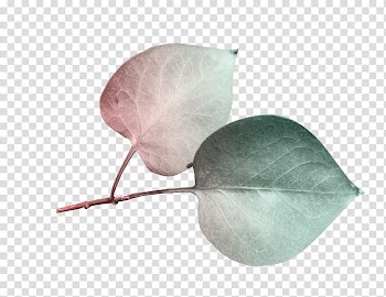 Leaf , Leaves free transparent background PNG clipart