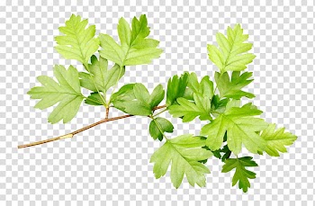 Leaf , Leaves leaves transparent background PNG clipart