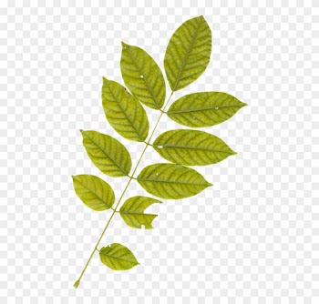 Leaf, Leaves, Plant, Autumn, Fall, Nature, Green - Leaves Plant