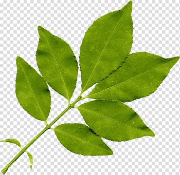 Leaf , Leaves transparent background PNG clipart