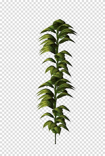 Leaf , Leaves transparent background PNG clipart