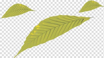 Leaf, Leaves transparent background PNG clipart
