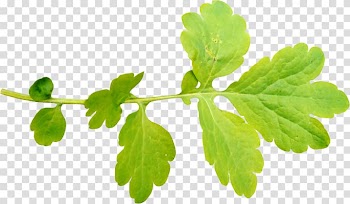 Leaf, Leaves transparent background PNG clipart