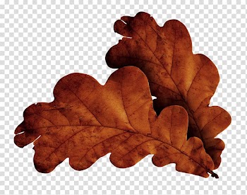 Leaf , Leaves transparent background PNG clipart