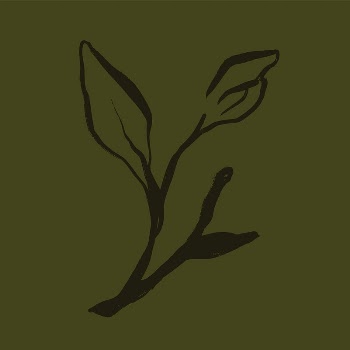 Leaf line art, aesthetic botanical | Free Photo - rawpixel