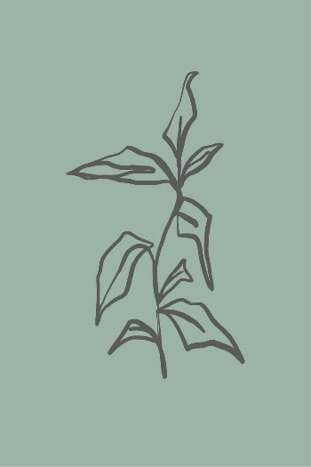 Leaf line art, aesthetic botanical | Free Photo - rawpixel