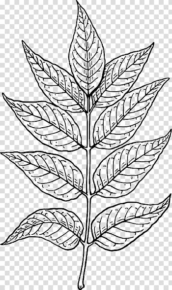 Leaf Line art , Leaf Line Art transparent background PNG clipart