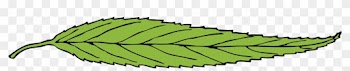 Leaf - Long Skinny Leaf Clipart