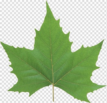 Leaf Look at Leaves Computer Icons , rose green leaves transparent background PNG clipart