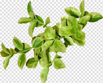Leaf Look at Leaves , Green leaf transparent background PNG clipart