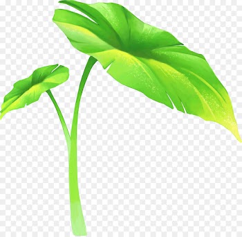 Leaf Lotus effect Desktop Wallpaper - Leaf 