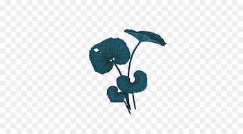 Leaf Lotus effect - Lotus leaf 