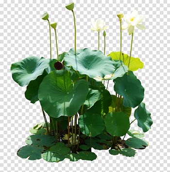 Leaf , Lotus leaf transparent background PNG clipart