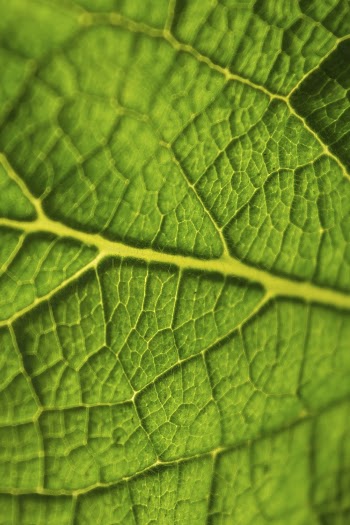 Leaf macro background, green botanical | Free Photo - rawpixel