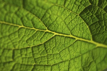 Leaf macro background, green nature | Free Photo - rawpixel