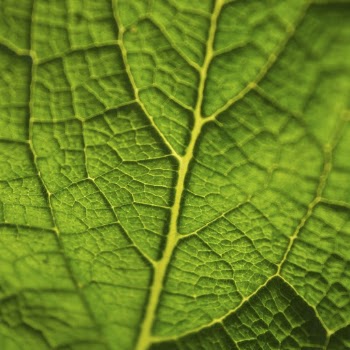 Leaf macro background, green nature | Free Photo - rawpixel