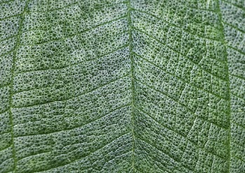 Leaf macro background, green nature | Free Photo - rawpixel