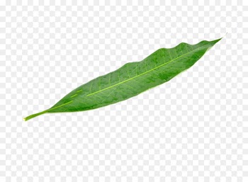 Leaf Mango Green Mangifera indica - A mango leaf 