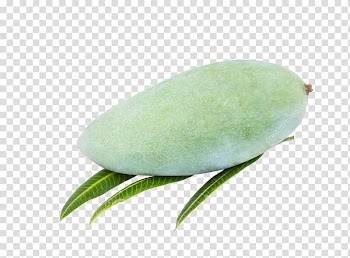 Leaf Mango Icon, Mango leaves transparent background PNG clipart