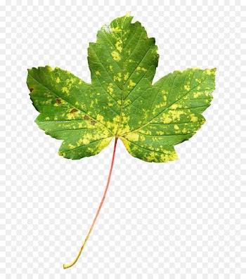 Leaf - Maple Leaf 