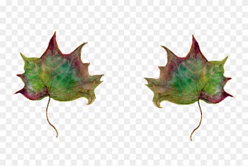 Leaf Maple Leaves Green Leaf Png Image - Leaf Maple Leaves Green Leaf Png Image