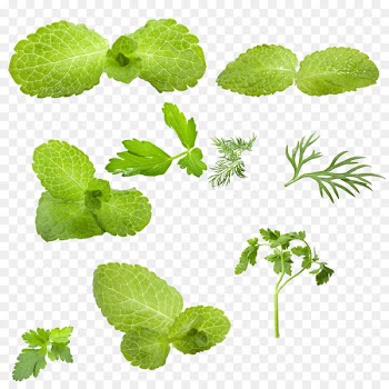 Leaf Mentha spicata Green Vegetable - Mint leaf 