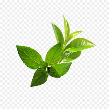 Leaf Mentha spicata - Mint leaf 