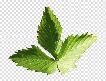 Leaf Mint , A few leaves,mint transparent background PNG clipart
