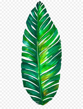 Leaf - monstera 