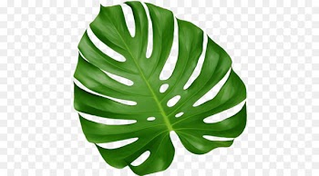 Leaf Monstera Houseplant Root - Leaf 