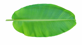 Leaf Musa Basjoo Xd - Banana Leaf Clipart Free PNG Images ...