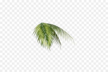 Leaf Nata de coco Coconut milk - Green coconut leaf 