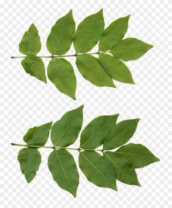 Leaf Neem Tree - Leaf Png