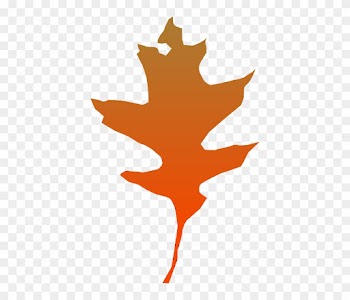 Leaf Oak Clip Art - ใบ โอ๊ ค