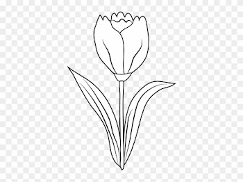 Leaf Of Tulip Tree - Tulip Black And White