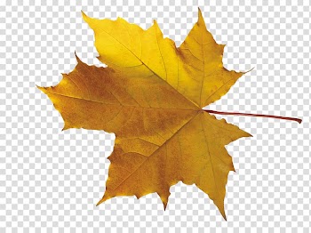 Leaf , orange tree transparent background PNG clipart